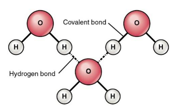 Schematic diagram of hydrogen bond